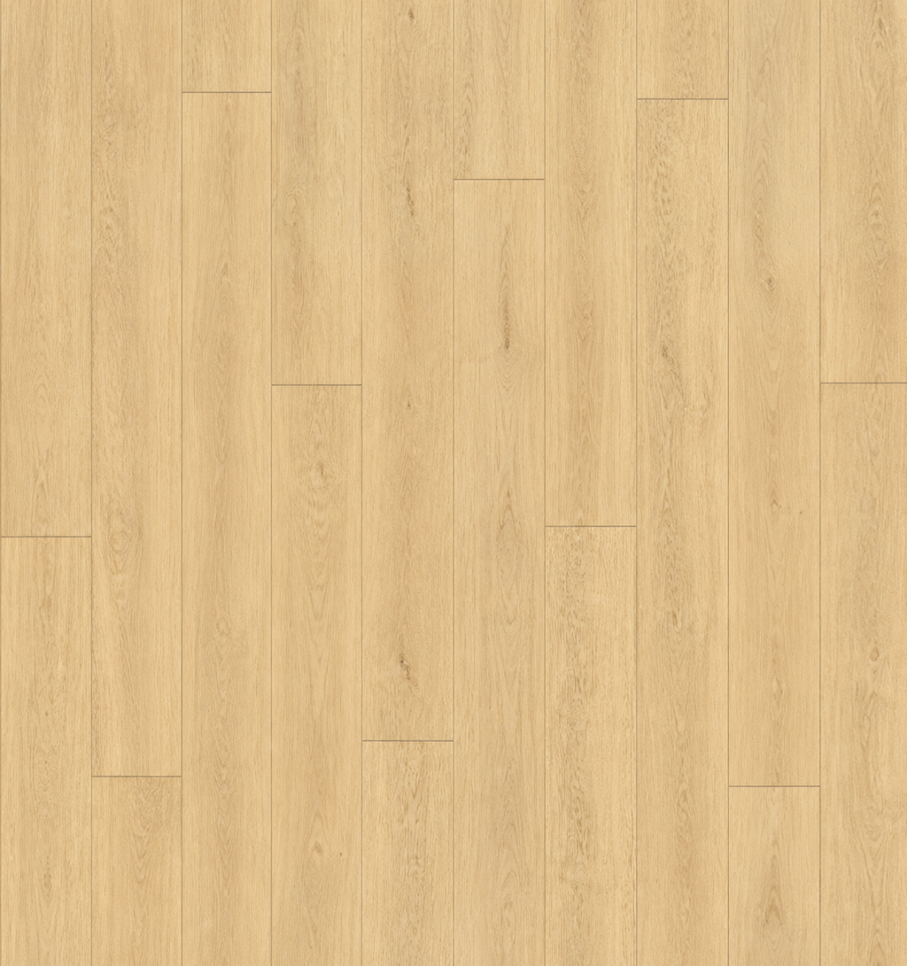 Sand Oak