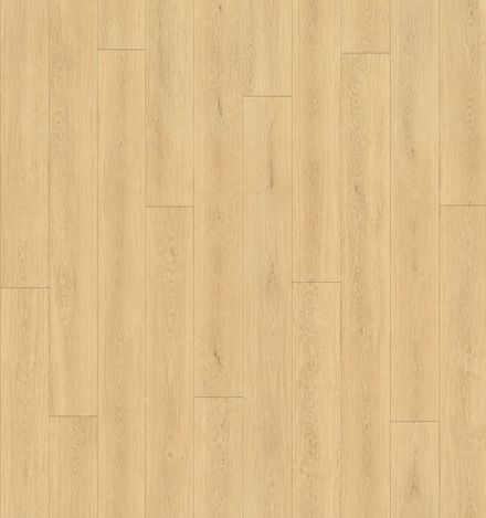 Sand Oak